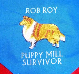 Collie Puppy Mill Survivor personalized Dog bandana