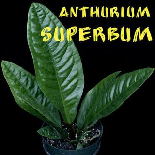  Anthurium SPECTACULAR Patent Leather Leaves Collector RARE LIVE PLANT