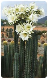 100 KK2148 TRICHOCEREUS PERUVIANUS VAR. TARMA ~ Peruvian Torch Cactus 