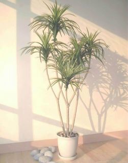 Yucca Palm   4.5ft (1.40m)   Artificial Silk Tree, Imitation Replica 