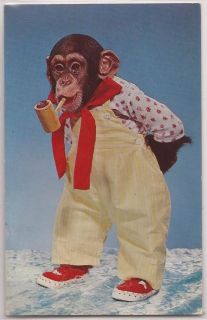 Lake George New York Postcard Animal Land Chimpanzee Monkey w/ Pipe 