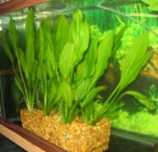 Pet Supplies  Aquarium & Fish  Decorations  Live Plants