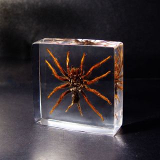 Real Tarantula Spider Insect Taxidermy Paperweight   Medium