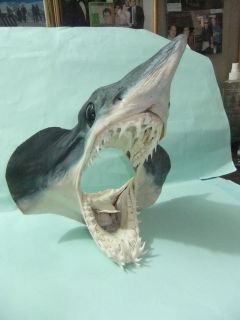 Mako Shark Head 240mm Tiburon Jaws Squalo Requin Free mako tooth 1 