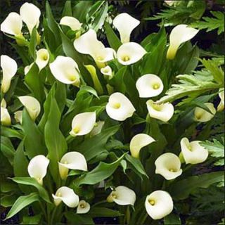 INTIMATE IVORY   Calla Lily Bulbs   Great Ivory/White mini calla 