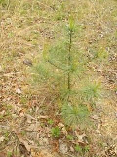Spring Sale  ( 100 ) Eastern white pine starter seedlings 4 12 inches 