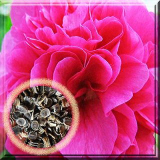 Fresh” 49 pink Hollyhock Alcea Rosea ‘Summer Carnival’ SEEDs