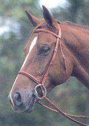Courbette Extra High Raised Plain Bridle HORSE/COB