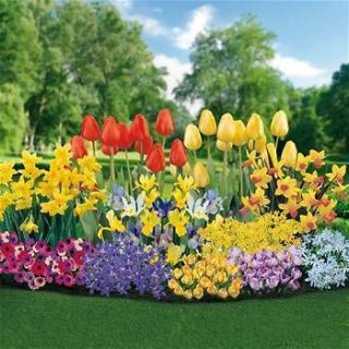 Essence of Spring Flower Bulb Garden ~ 200 Bulbs