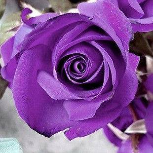 20 Seeds Chinese Purple Rose Seed For Lover Purple Rose Seed