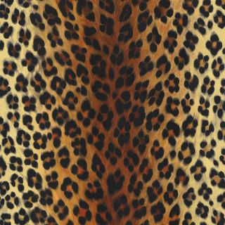 Leopard Animal Print   Feature Wallpaper   6630 16