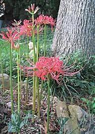   Radiata Fall Heirloom Surprise Red Spider Lily bulbs Alien Flowers