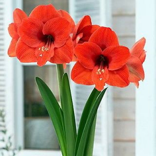 large amaryllis bulbs in Flower Bulbs, Roots & Corms