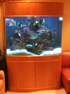   Gallon Seamless Bow Front Glass Aquarium Everything Included w/ Fish