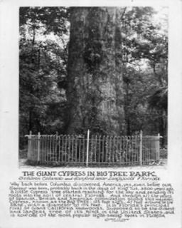 RPPC Near LONGWOOD, FLORIDA Giant Cypress Big Tree Park POSTCARD