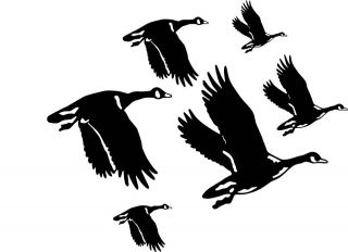 Wild Geese In Flight Hunting Decal Cabin Wall Decal 6 Decal Kit Huge