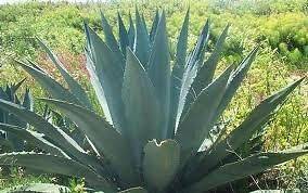   Agave Americana Plant Seeds~Mexican Maguey~American Aloe~Century plant