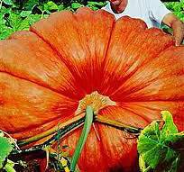 Pumpkin GIANT Atlantic Dill non GMO Heirloom 5 vegetable seeds 2,000 