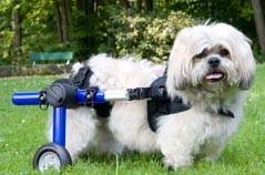 Adjustable Dog Wheelchair for dogs 20 lbs and up