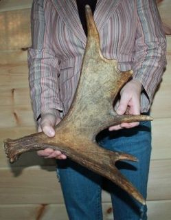 FRESH BROWN MOOSE SHED ANTLER FOR TAXIDERMY ART CRAFTS DOG CHEW DEER 