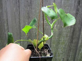 Dwarf Philodendron Grazielae Office Houseplant Plant Aroid