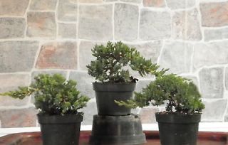   , Garden & Outdoor Living  Flowers, Trees & Plants  Bonsai