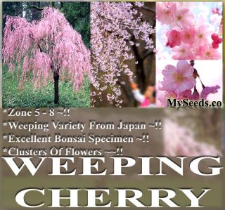 BULK JAPANESE Weeping Cherry Tree Seeds Prunus subhirtella pendula 