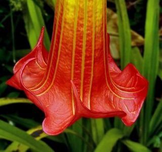 Red Angels Trumpet Flower Seeds * Labeled Seed Packs