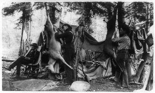   deer,camping,hunting,bucks,tents,dwellings,men,equipment,trees,c1907