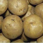  Cobbler Potato Seed, Irish Potato Vegetable Seed, Live Fresh Seed