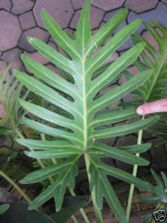 Philodendron Giant Xanadu 10Pot Tropical Plant