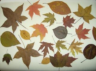 201 FALL LEAVES  WEDDING SUPPLIES/ DECORATIONS/CRAFTS/ real/pressed 