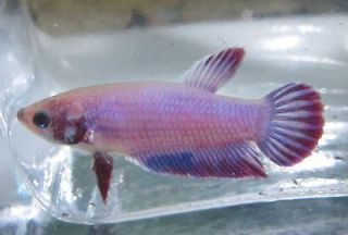 betta fish female in Freshwater Species