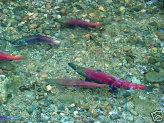 Lamiglas Kokanee Salmon Fishing Casting Rod NEW