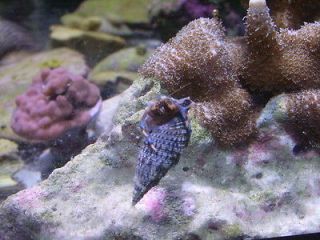 Hermit Crabs in Aquarium & Fish
