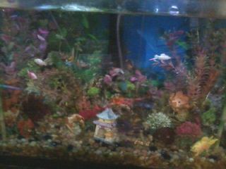 20 Gallon Glass Fish Tank, Stand & Decorations