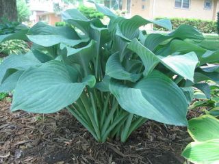 GIANT BLUE/GREEN HOSTA SEEDS ** LOW COVERAGE #1075
