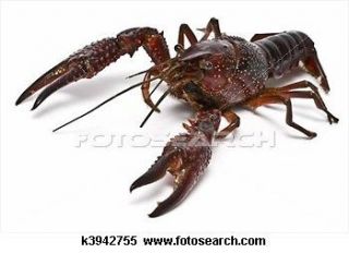 Food for live crayfish 5 LB 1/16th sinking pellets high protein and 