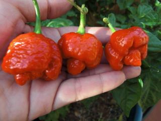 Trinidad Moruga Scorpion hot chili Pepper seeds~World record from my 