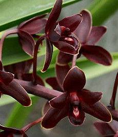 SUPERDEAL Cymbidium canaliculatum orchid species hybrid   Black 