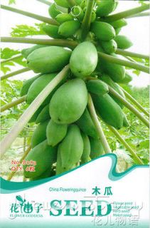 Sack 6 Papaya Seed Organic Green Fruit Seeds Magic Price