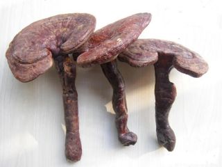 Reishi Mushroom Red Whole Ganoderma lucidum 500g(17.6 oz ) Bulk