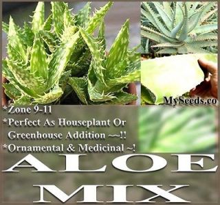20 Aloe Seeds Mix – Excellent House Plants succulent 4 Greenhouse 