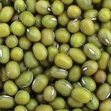 Mung Beans (Garden Growing or Sprouting)