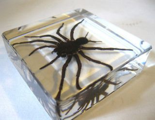 Tarantula Spider Specimen in Glass Block Paperweight Oddities Desk 