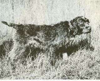 wirehaired pointing griffon in Animals
