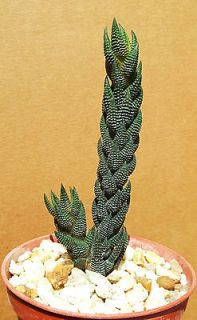 Haworthia reinwardtii rare succulent plant exotic cactus cacti 