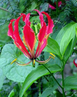 100 Seeds GLORIOSA ROTHSCHILDIANA Climbing lily Flame Lily glory 
