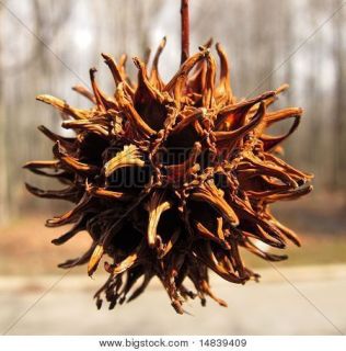 Gum Tree Seed Pods Cones porcupine eggs Crafts ornaments (12 Pods 