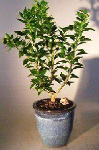   Orange Bonsai Tree   Indoor Fruiting   9 years old, 18   20 tall